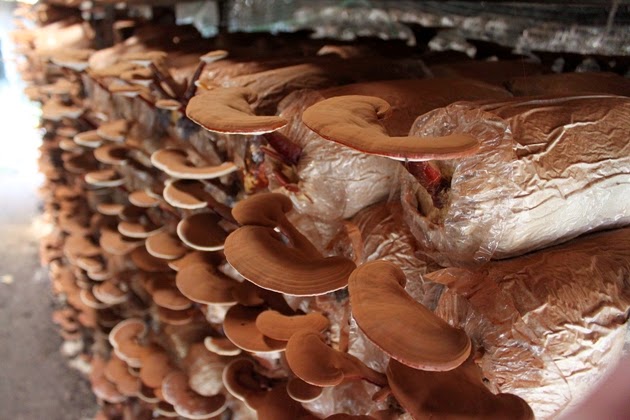 Trang trại nấm linh chi kim cương vàng